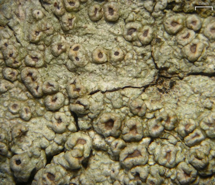 Pertusaria rubefacta