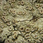 Pertusaria rubefacta