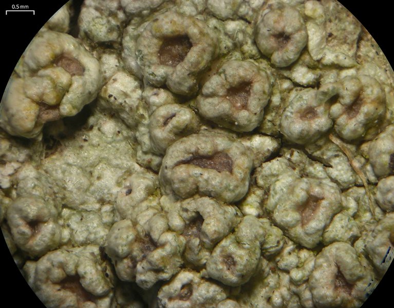 Pertusaria rubefacta