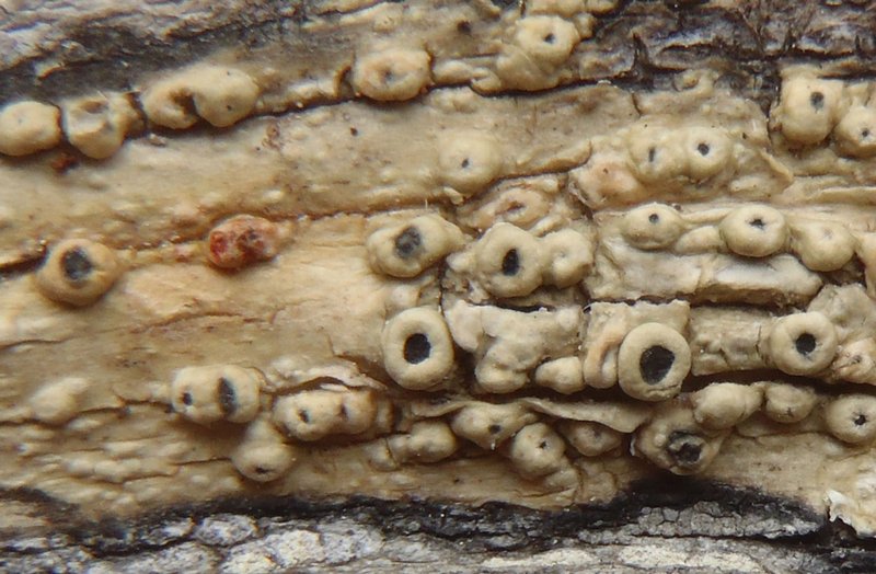 Pertusaria rubefacta