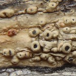Pertusaria rubefacta