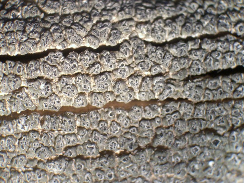 Pertusaria saximontana