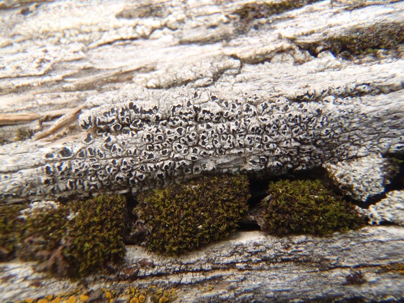 Pertusaria saximontana