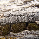 Pertusaria saximontana