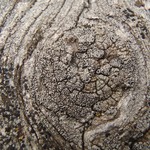 Pertusaria saximontana