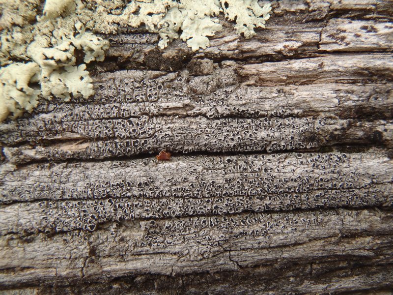 Pertusaria saximontana