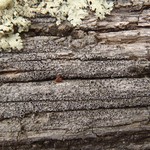 Pertusaria saximontana