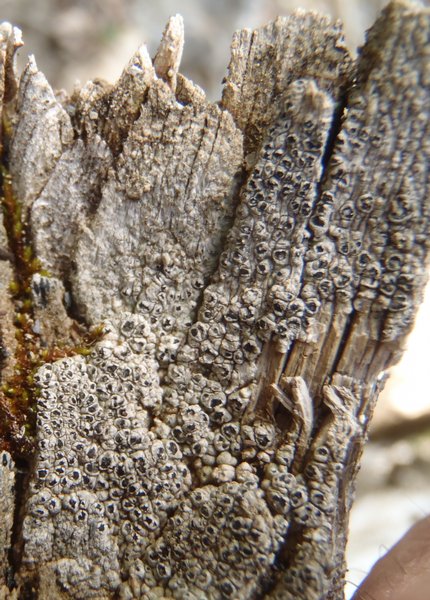 Pertusaria saximontana