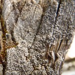 Pertusaria saximontana