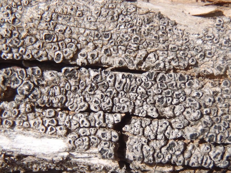 Pertusaria saximontana