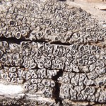 Pertusaria saximontana