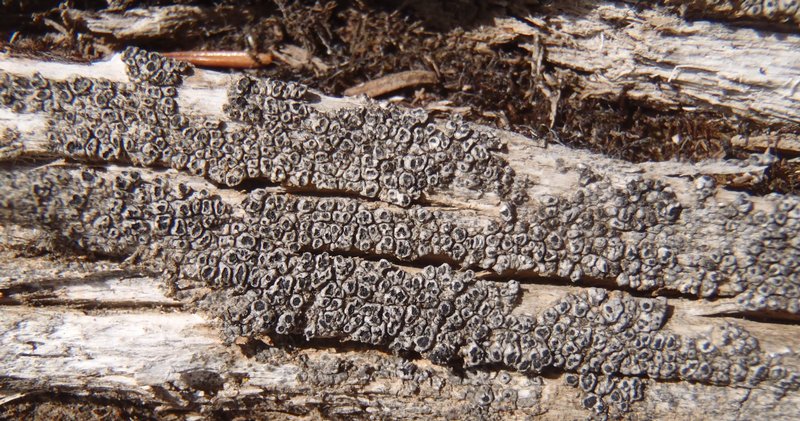 Pertusaria saximontana