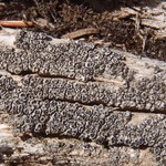 Pertusaria saximontana