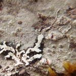 Pertusaria sommerfeltii