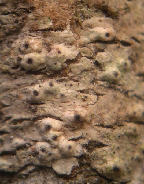 Pertusaria sommerfeltii