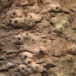 Pertusaria sommerfeltii