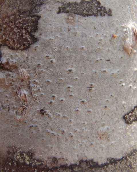 Pertusaria sommerfeltii