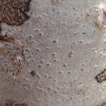 Pertusaria sommerfeltii