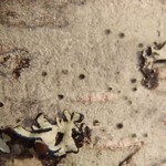 Pertusaria stenhammarii