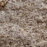 Pertusaria stenhammarii