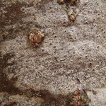 Pertusaria stenhammarii