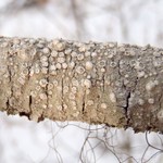 Pertusaria subambigens