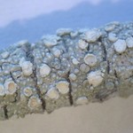 Pertusaria subambigens