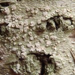 Pertusaria subambigens