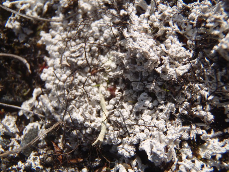 Pertusaria subdactylina