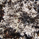 Pertusaria subdactylina