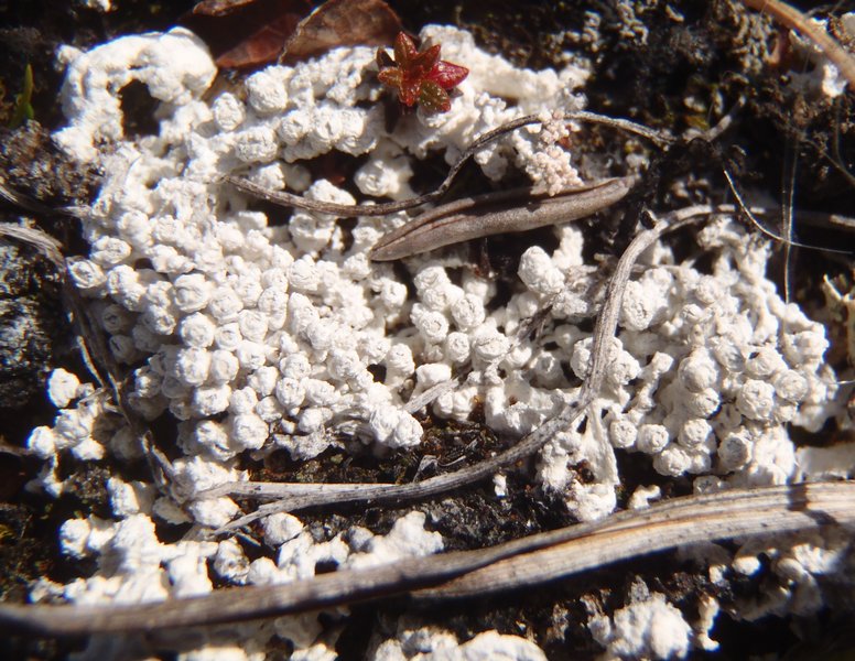 Pertusaria subdactylina
