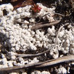 Pertusaria subdactylina