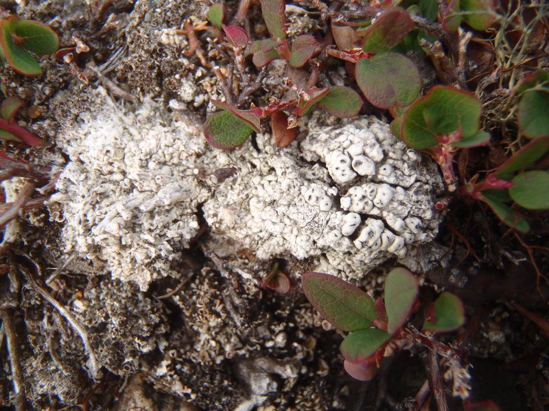 Pertusaria subobducens