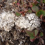 Pertusaria subobducens