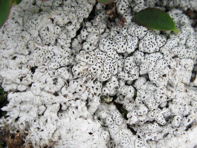 Pertusaria subobducens