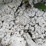 Pertusaria subobducens