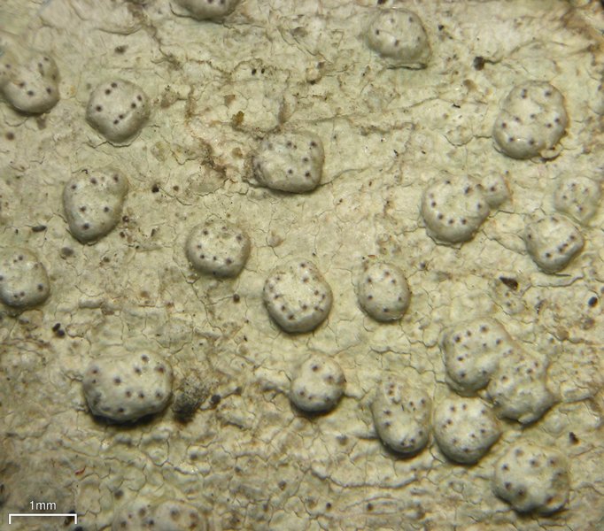 Pertusaria subpertusa