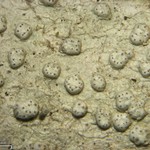 Pertusaria subpertusa