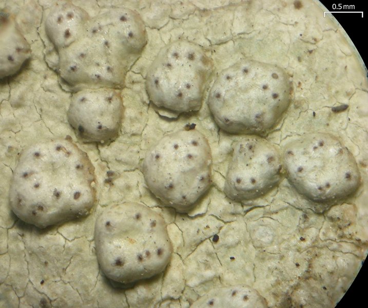 Pertusaria subpertusa