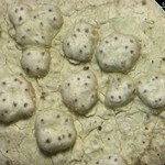 Pertusaria subpertusa