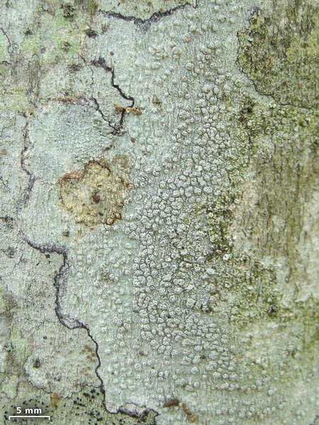 Pertusaria subpertusa