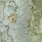 Pertusaria subpertusa