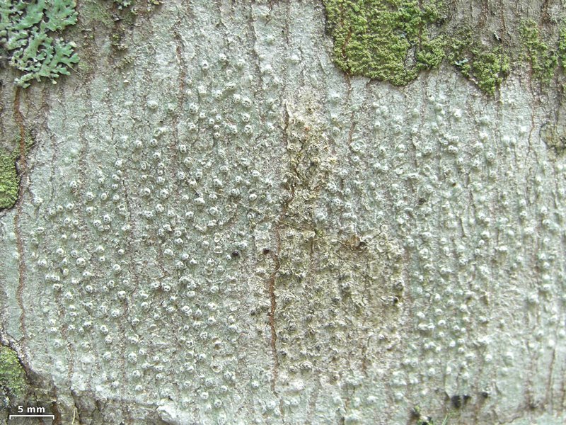 Pertusaria subpertusa