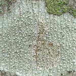Pertusaria subpertusa