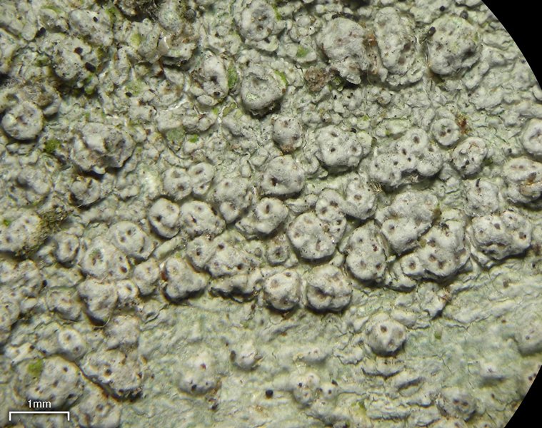 Pertusaria subpertusa