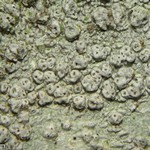 Pertusaria subpertusa