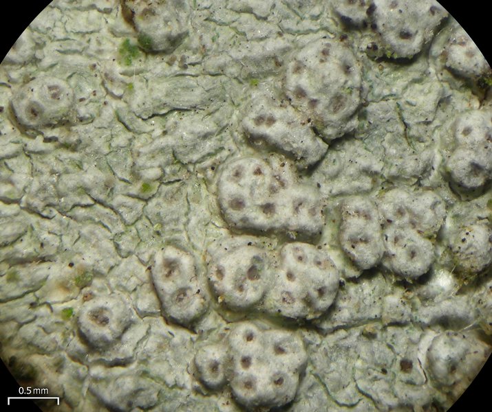 Pertusaria subpertusa