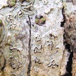 Pertusaria sulcata