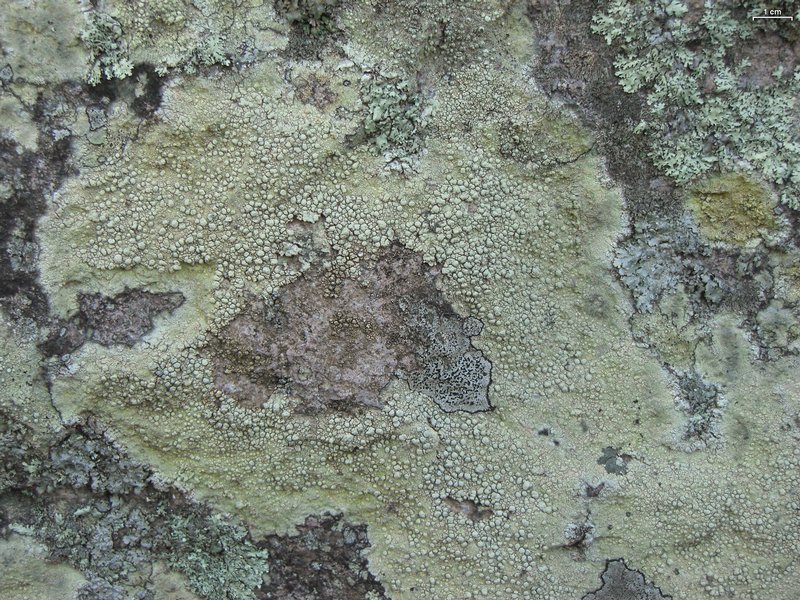 Pertusaria tejocotensis