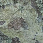Pertusaria tejocotensis
